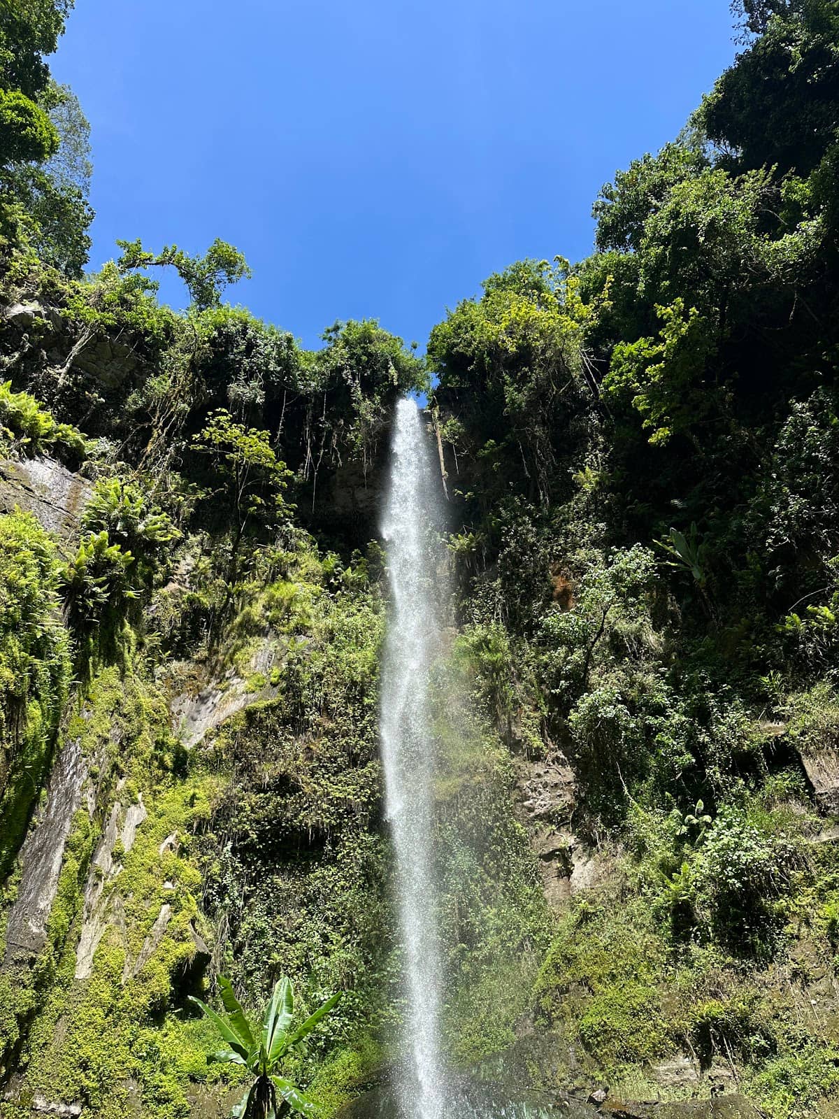 Jungle Immersion