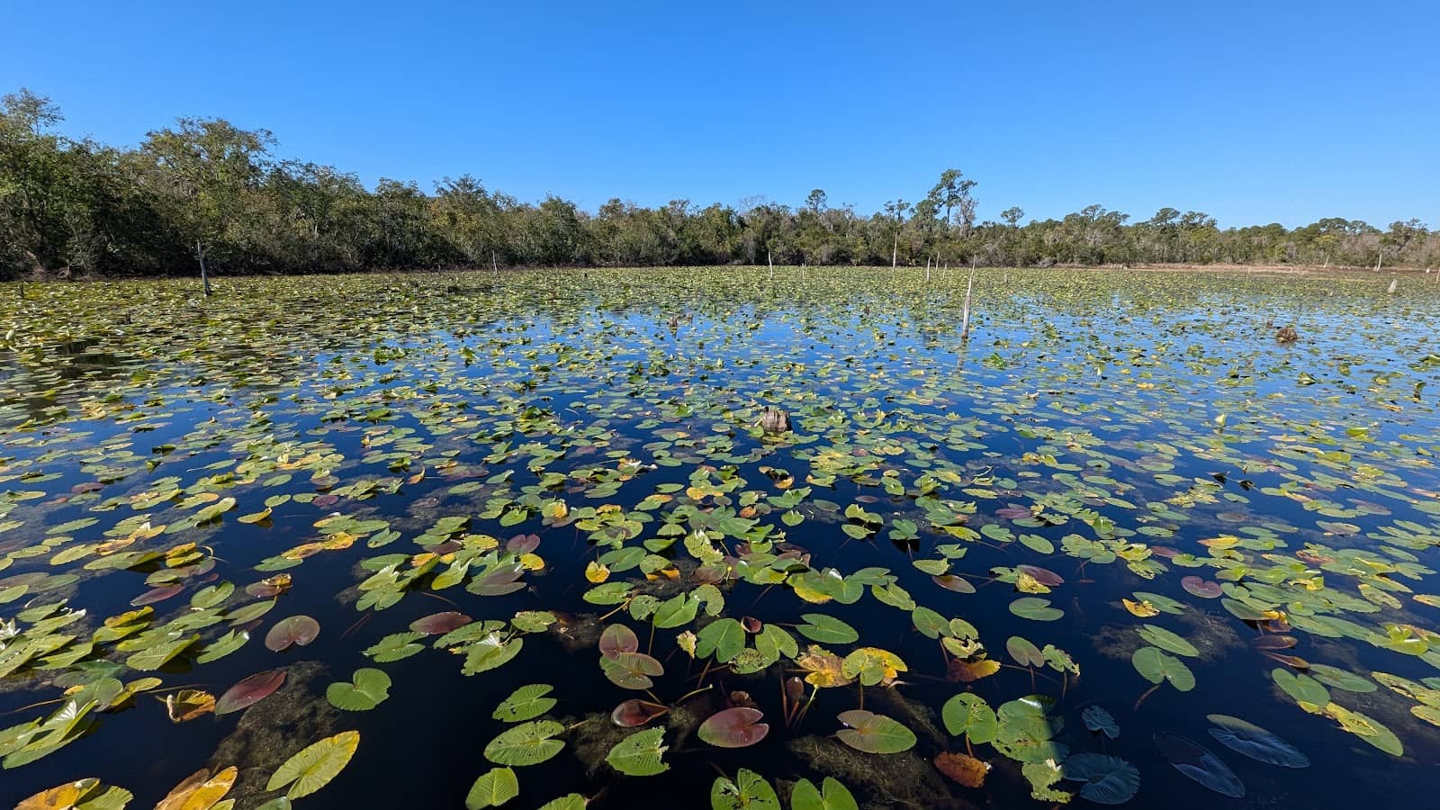 Wildlife Viewing Gazebo