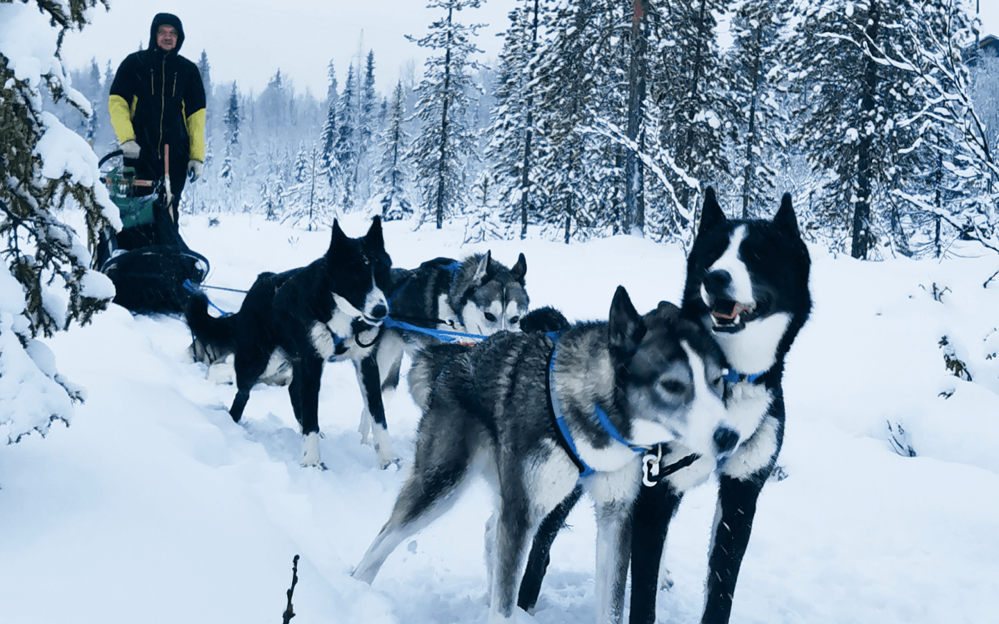 Dog Sledding Murmansk Russia - Image 1