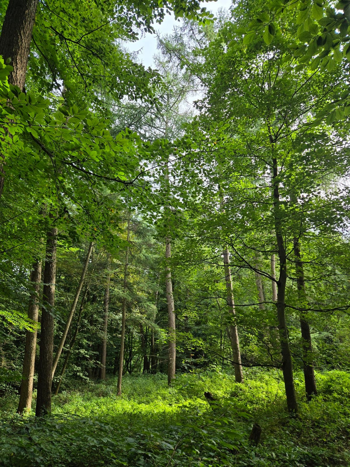 Schellenberger Wald - Image 1