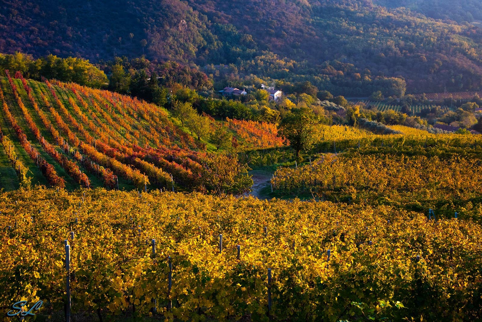 Euganean Hills Wine Route - Image 1