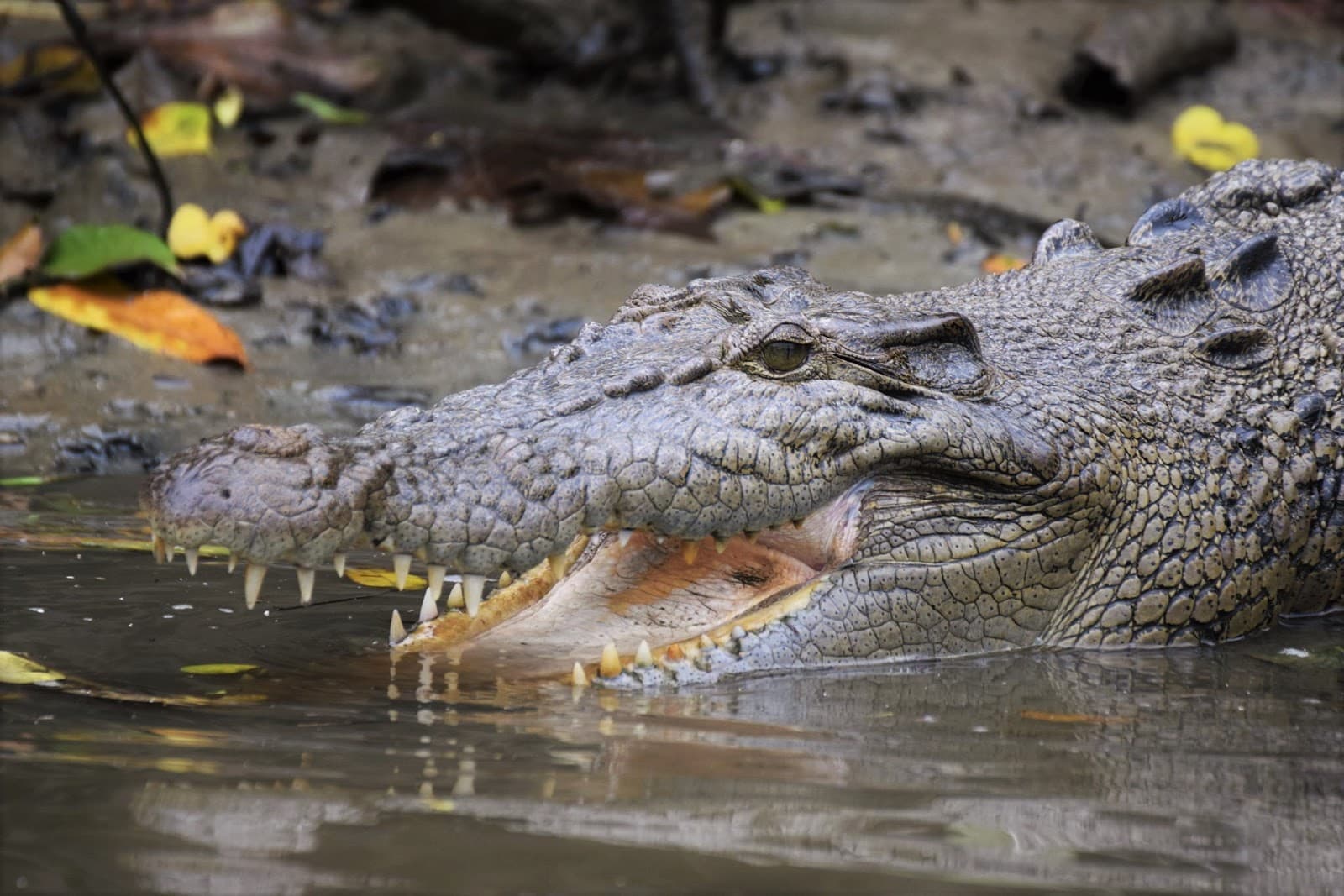Daintree River Cruise - Image 1