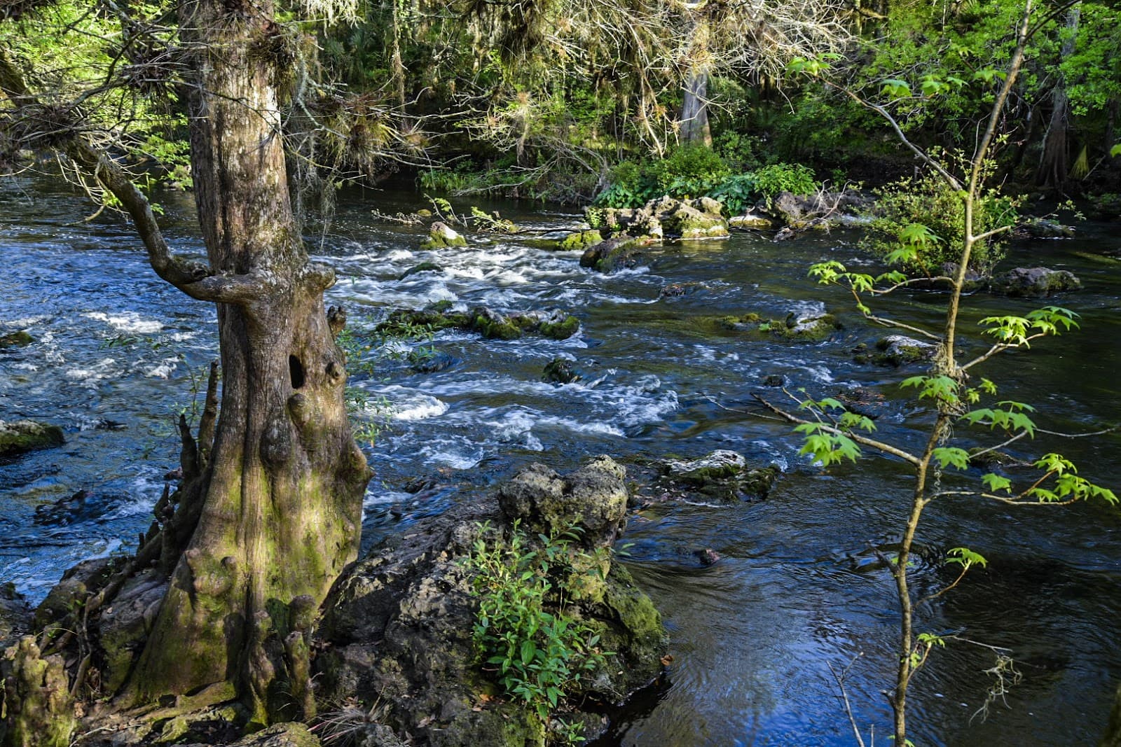Hillsborough River State Park - Image 1