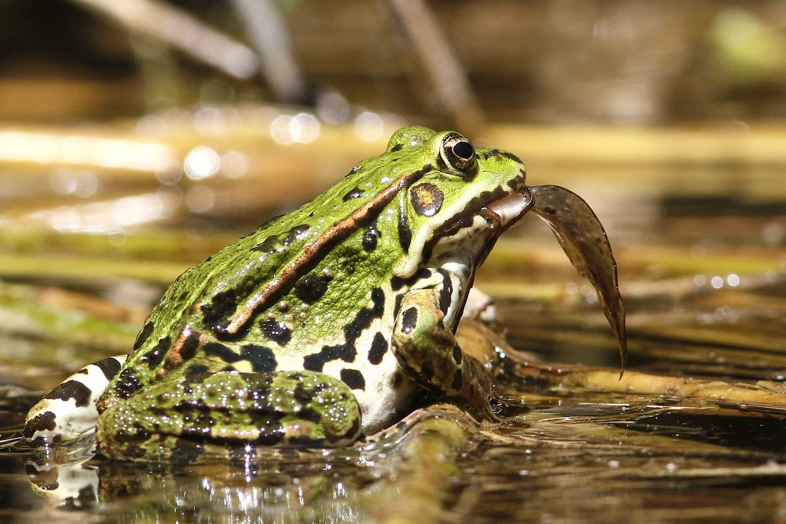 Foce dell'Isonzo – Isola della Cona Reserve - Image 1