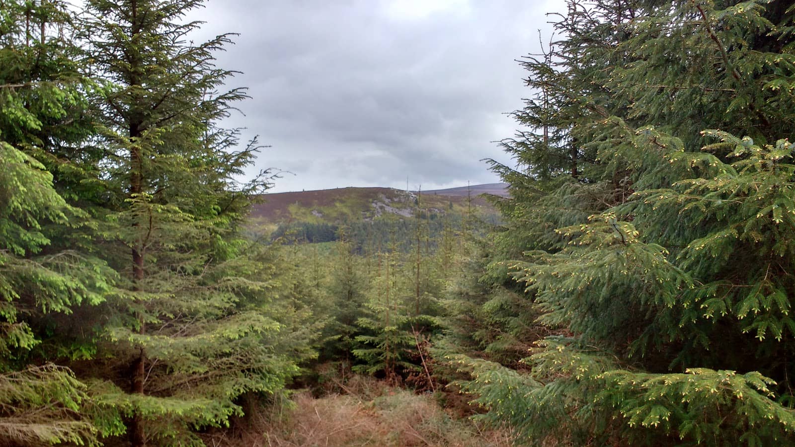 Cruagh Wood Loop