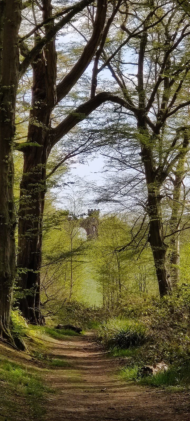 Gobions Wood - Image 1