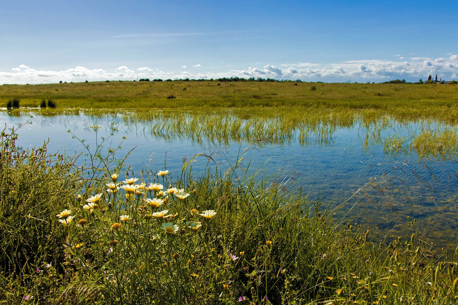 Reserva do Sapal de Castro Marim e VRSA - Image 1