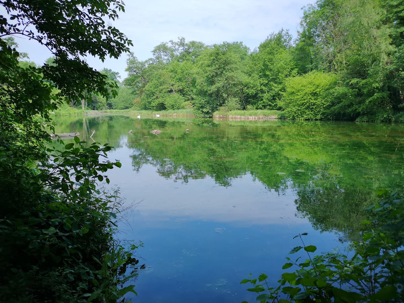 Digswell Lake Nature Reserve - Image 1