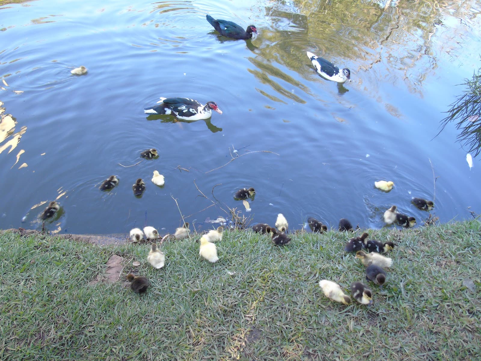 Bicão Park - Image 1