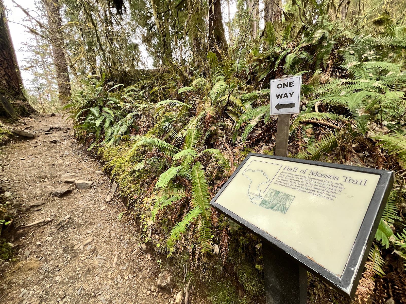 Hoh Rain Forest Visitor Center Olympic National Park Washington - Image 1