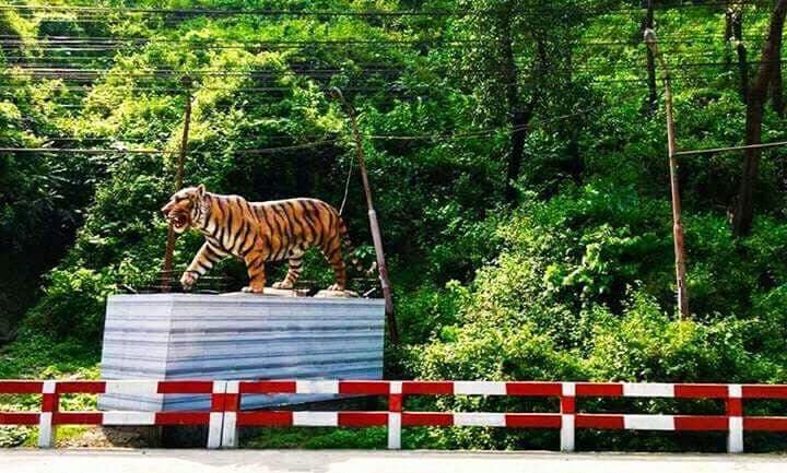 Tiger Pass Circle - Image 1