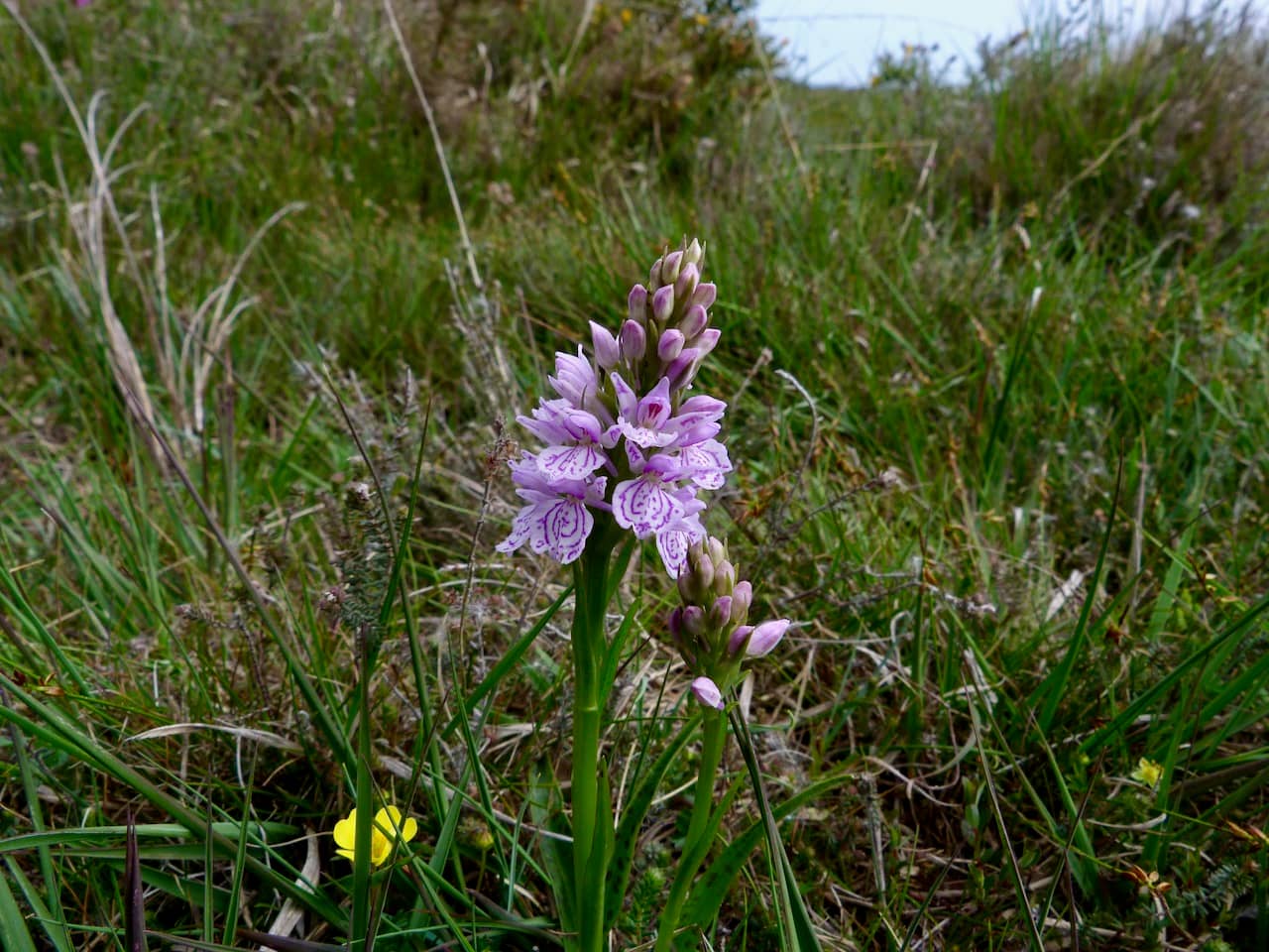 Tranquil Moorland Trails