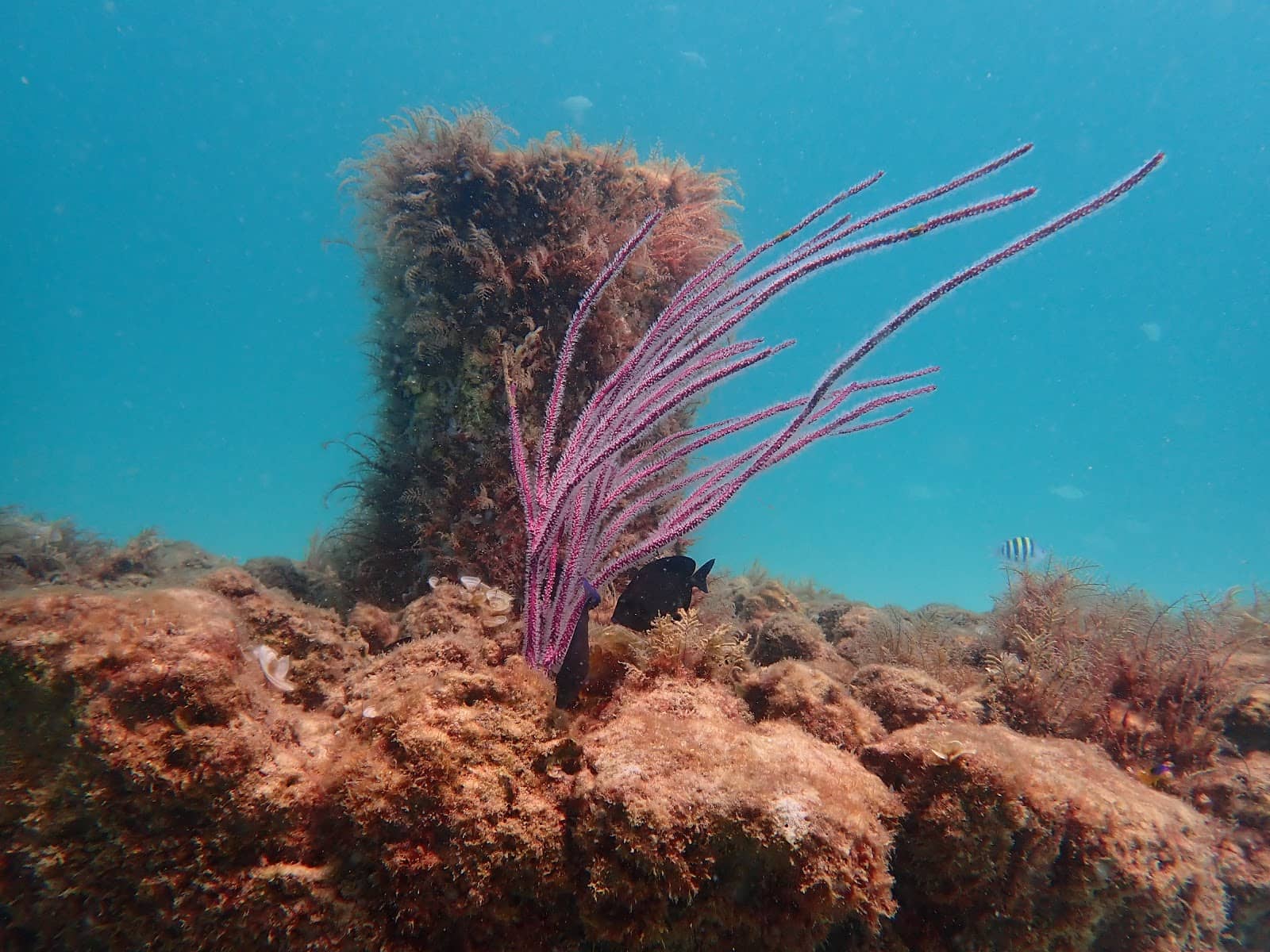 Shoreline Access Points