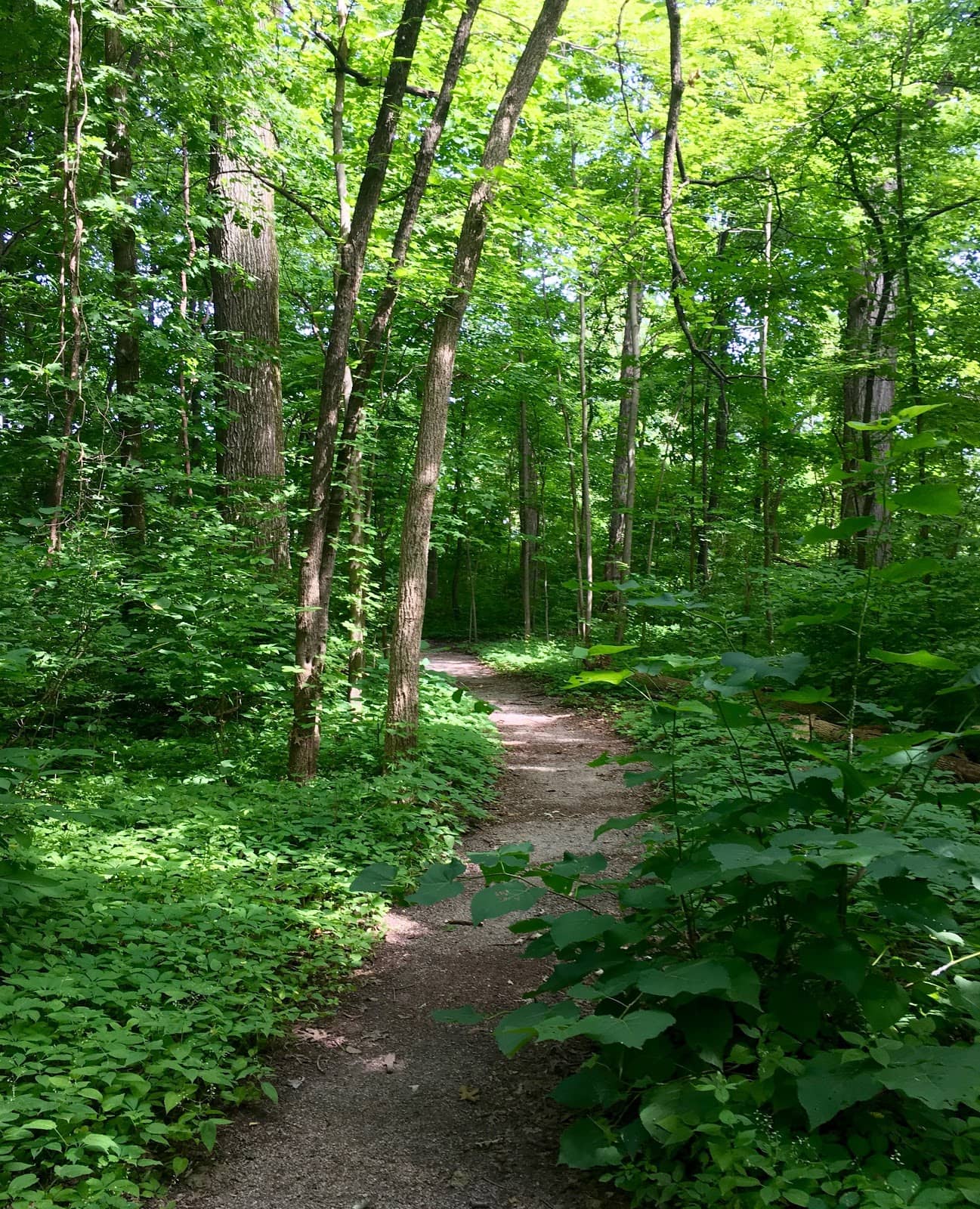 Paved Walking Path