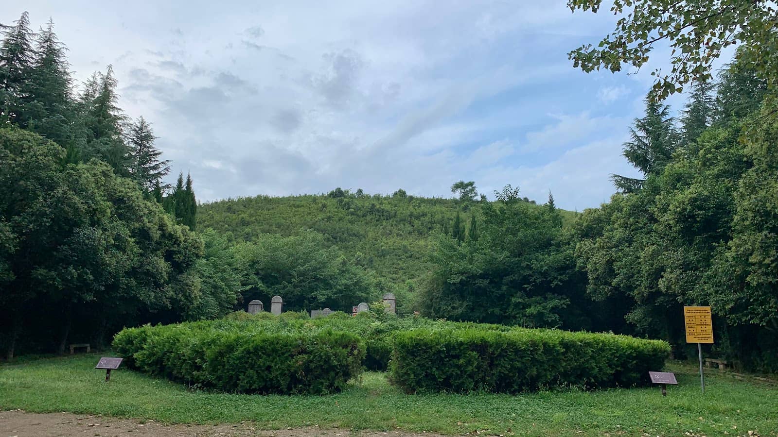 Ancient Cypress Trees