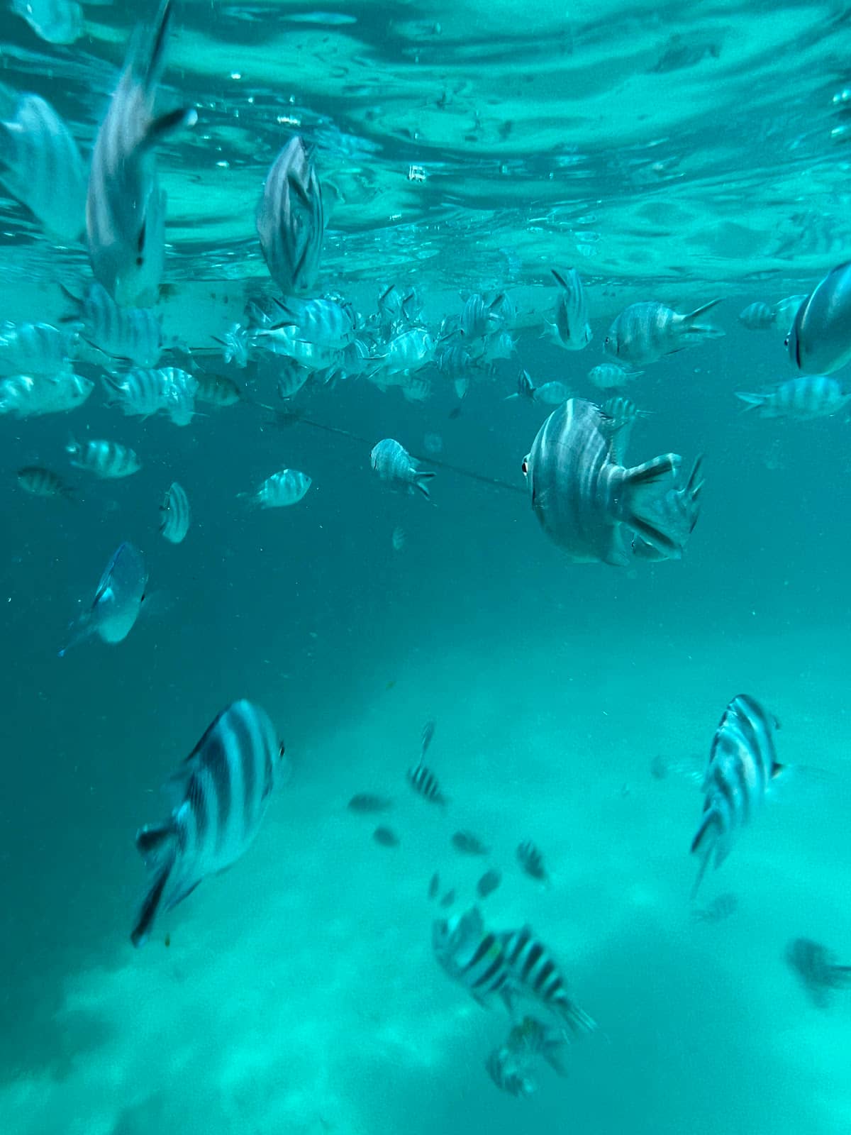 Idyllic Sandbank Relaxation