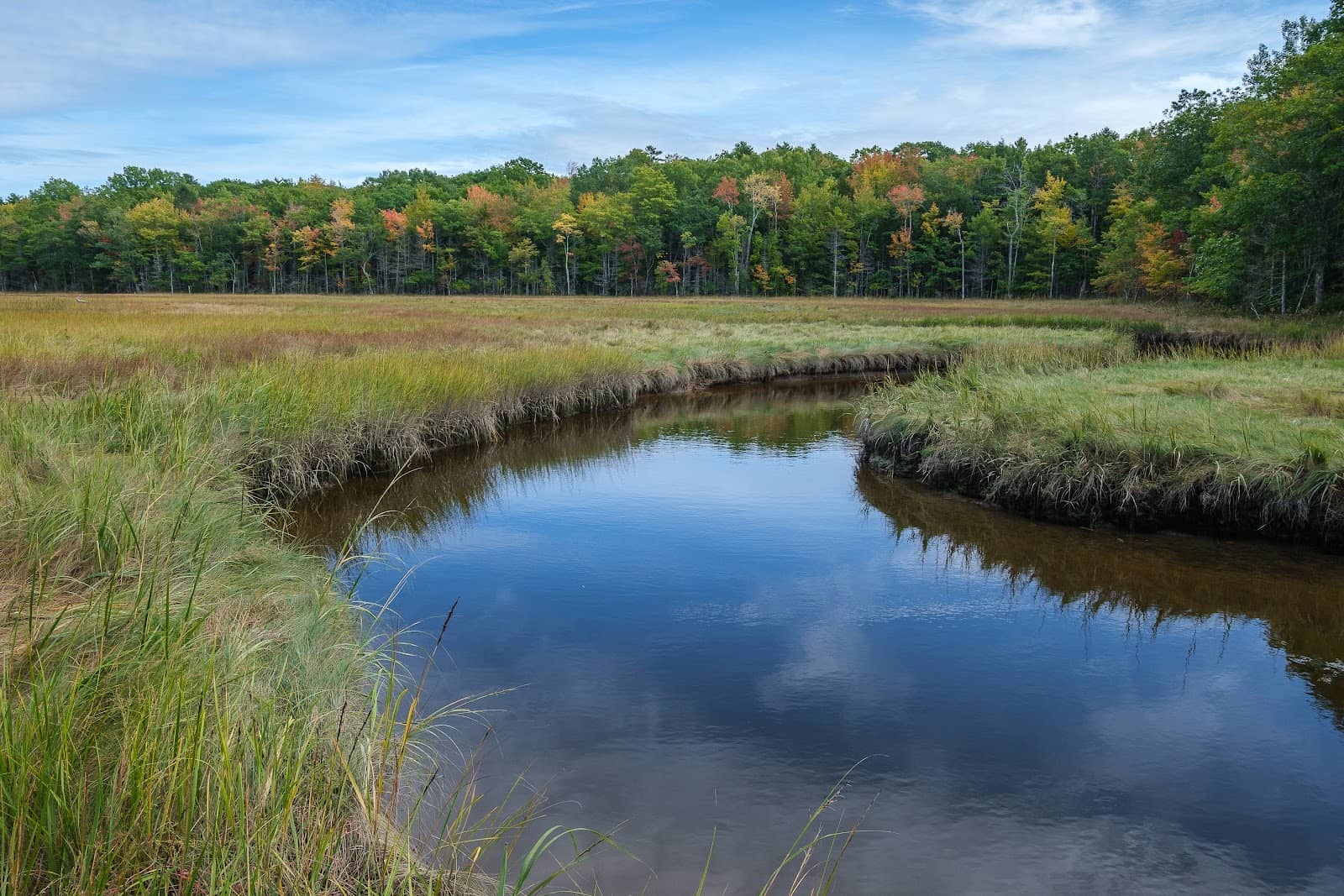 Evergreen Forest Floor