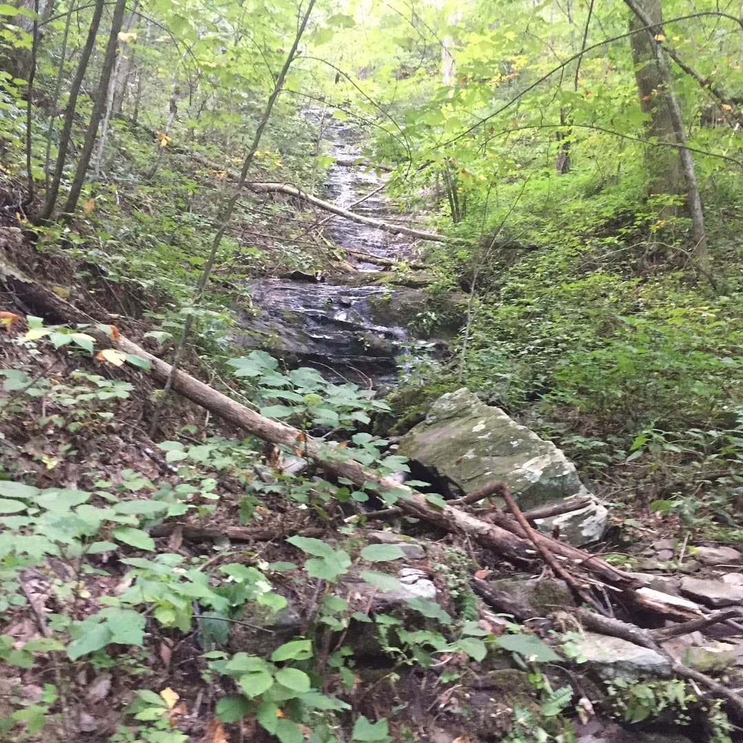 Lower Mount Cammerer Trail - Image 1