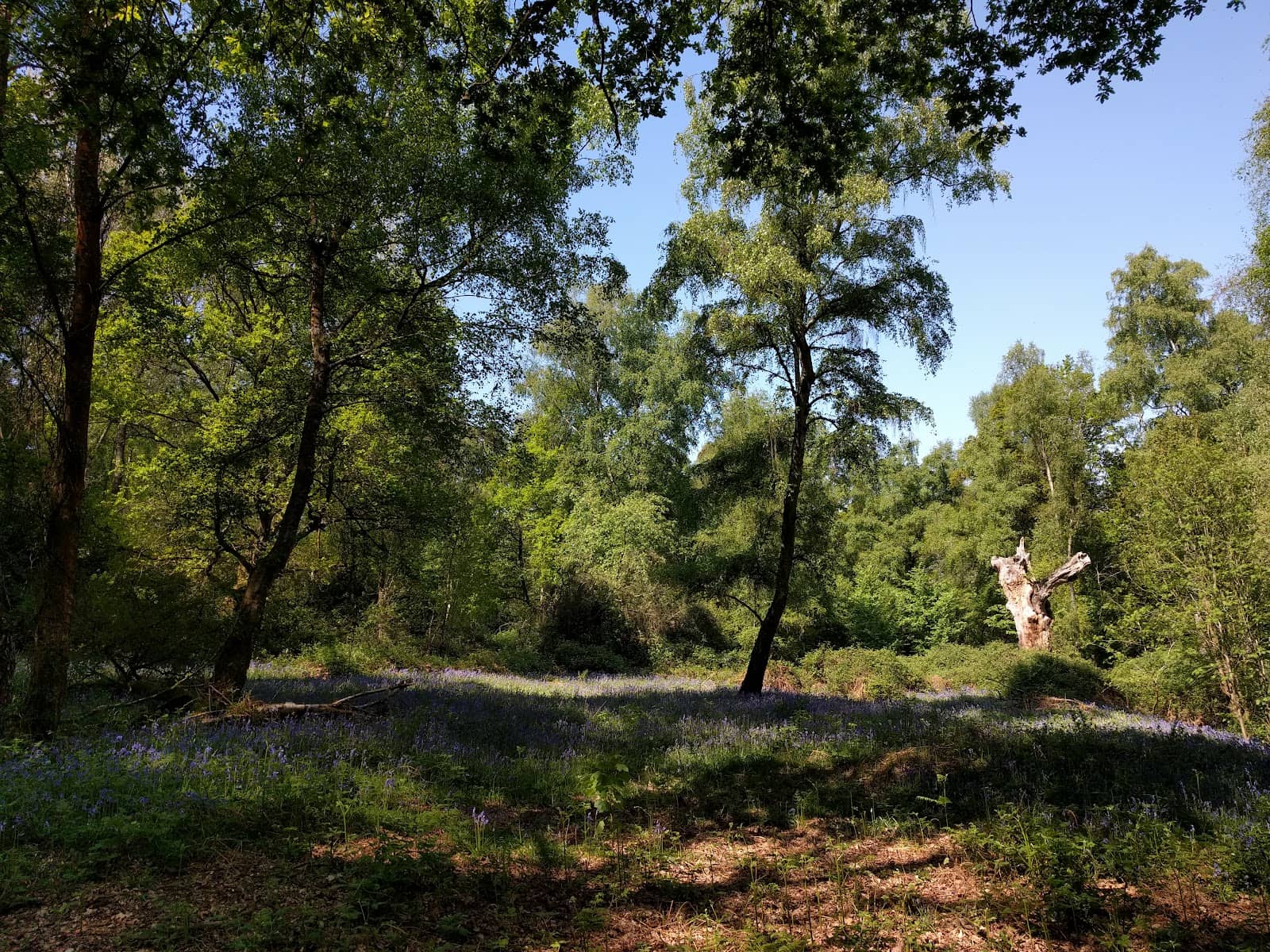 The Ledges (Esher Common)