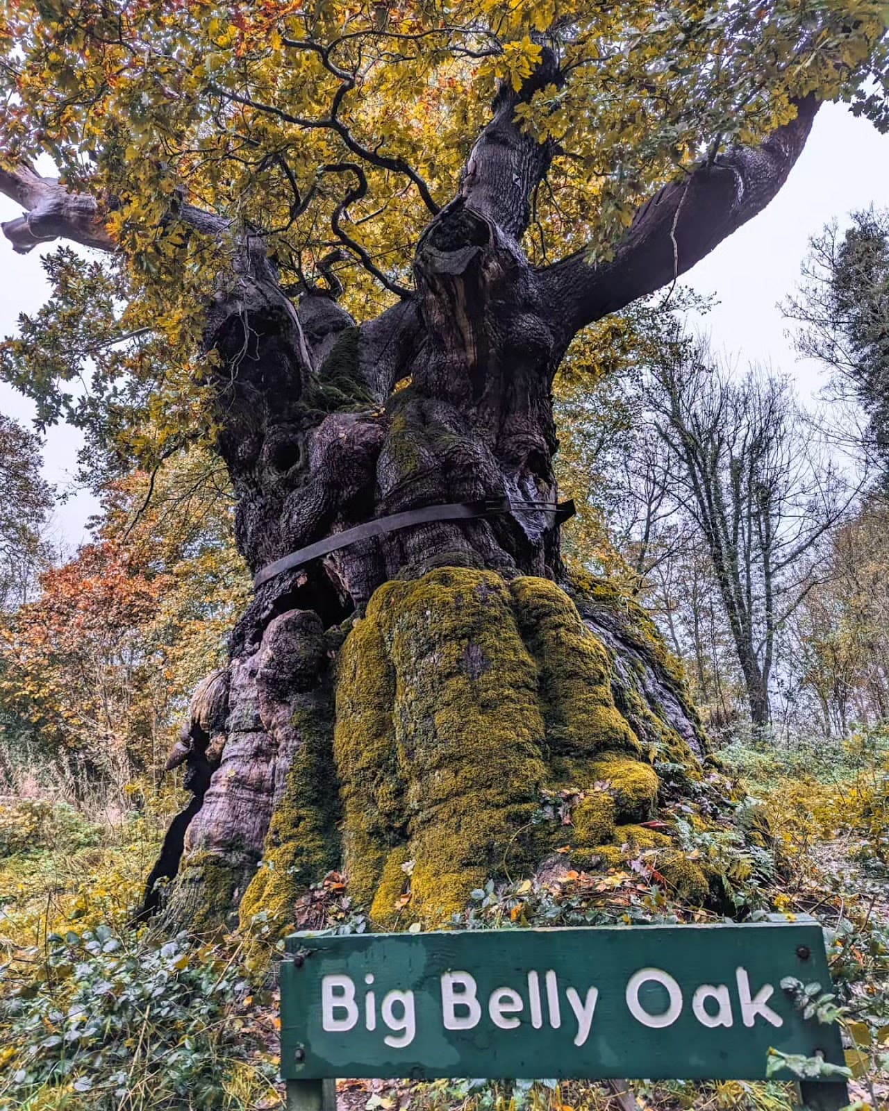 Big Belly Oak - Image 1