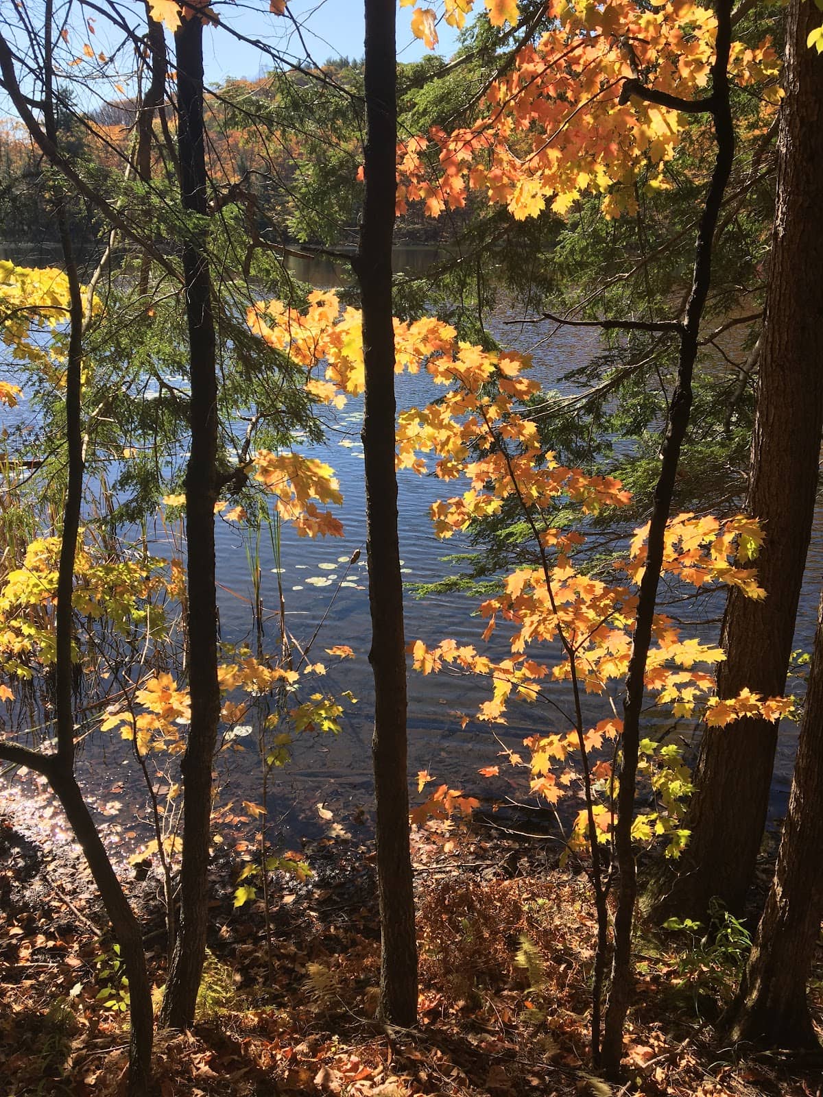 Vertical photo