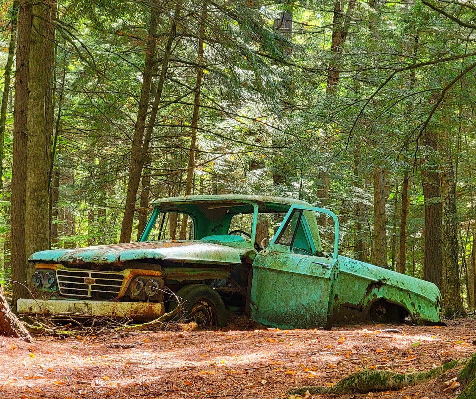 Wild Mushrooms & Flowers
