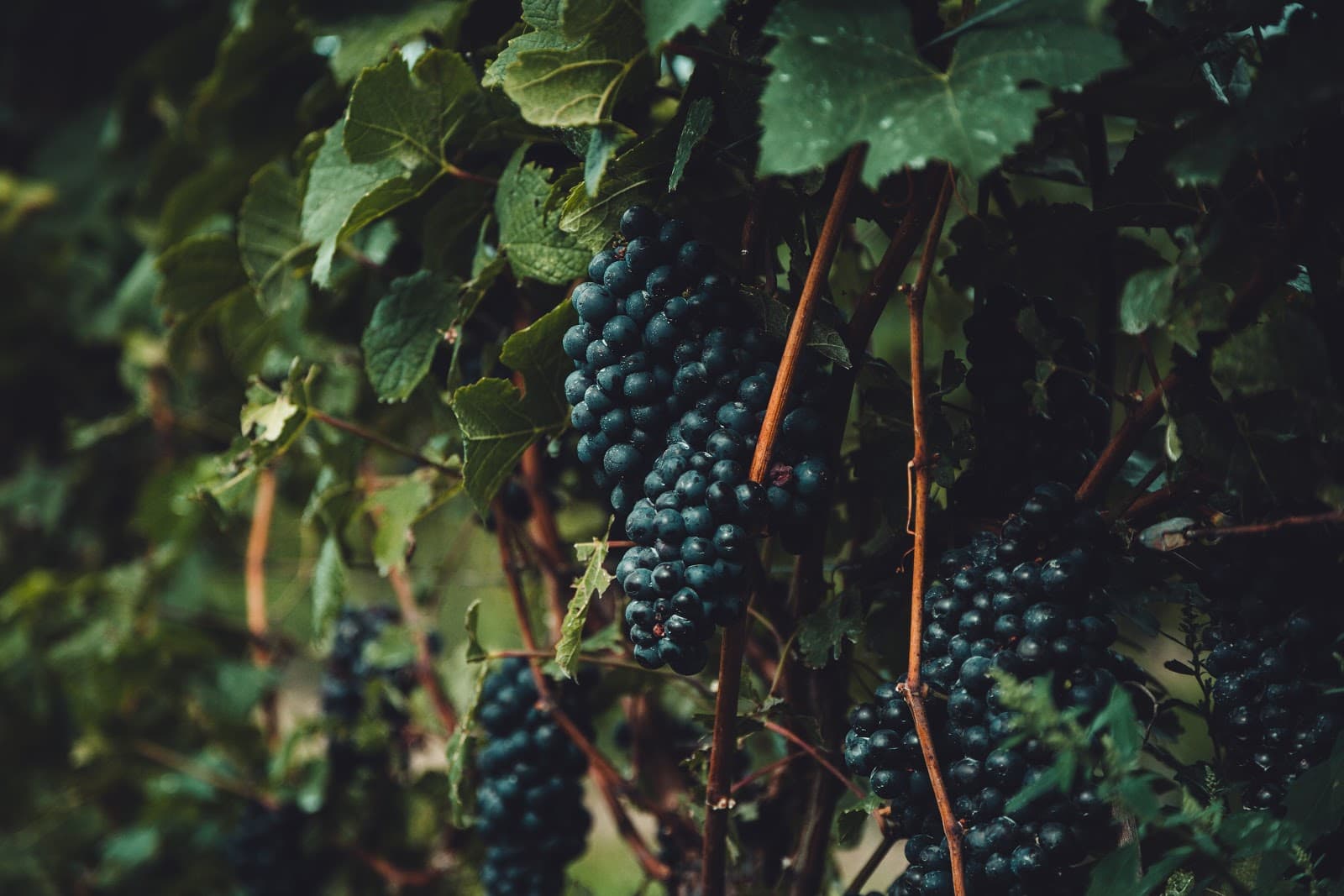Sedlescombe Organic Vineyard - Image 1
