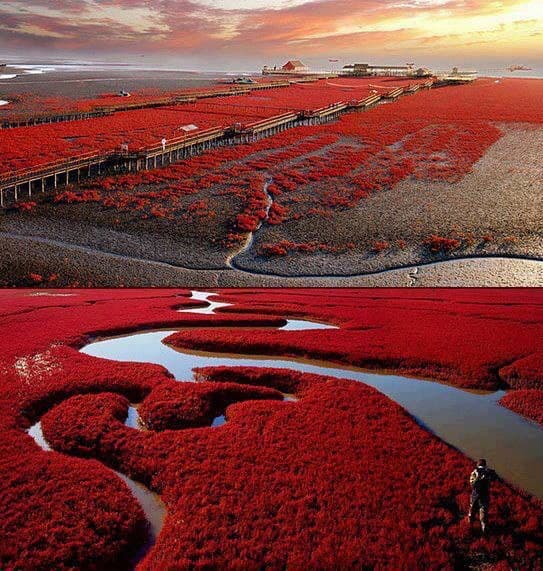 Panjin Red Beach - Image 1