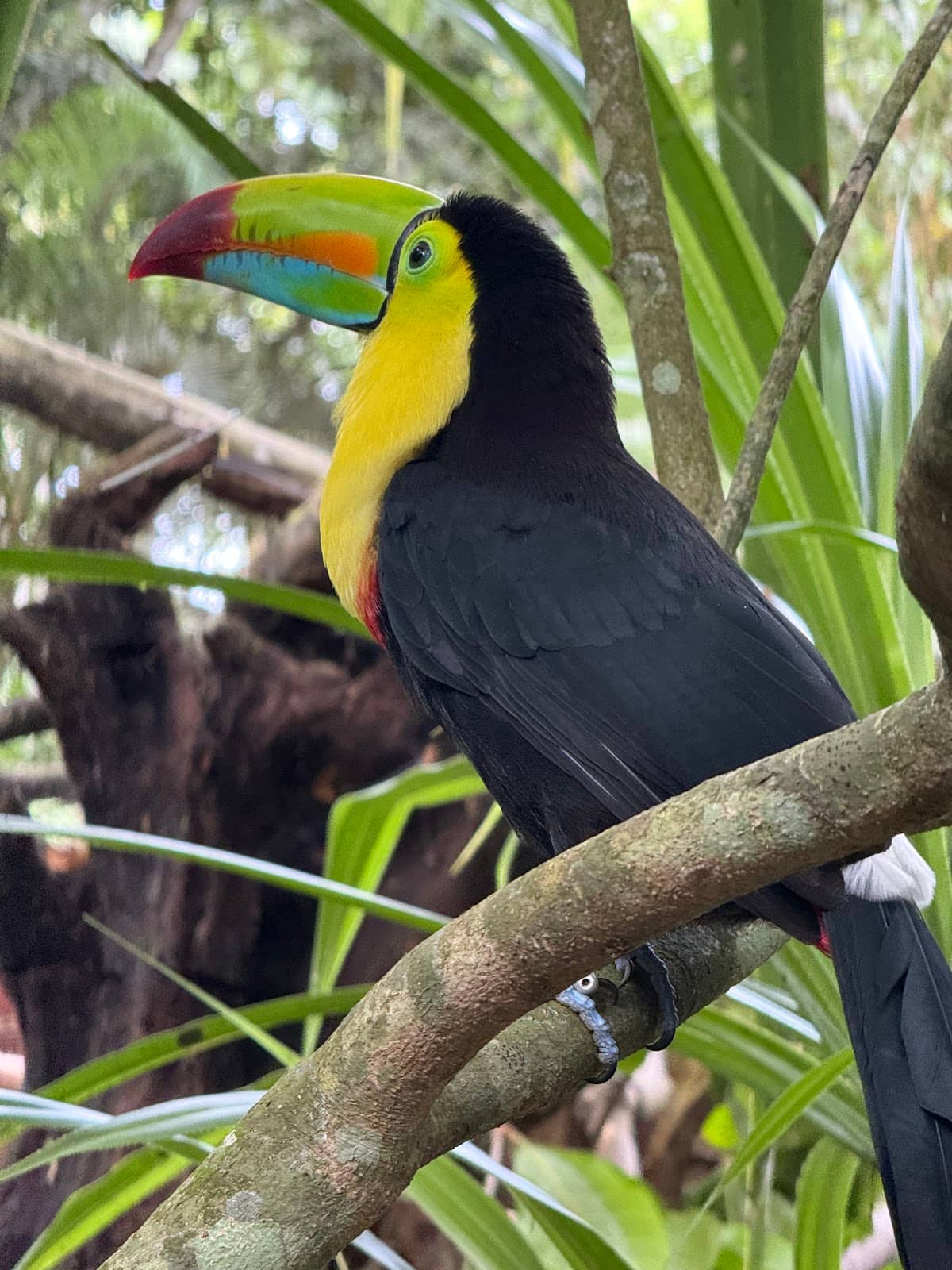 Monkey Rehabilitation