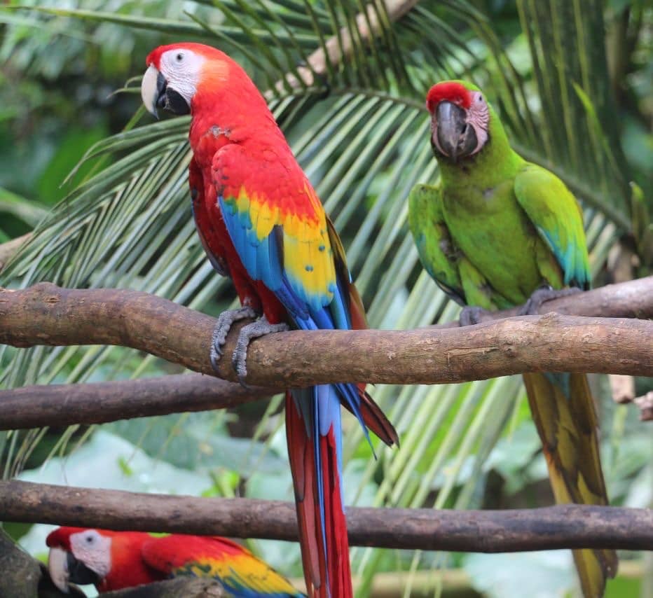 Diverse Wildlife