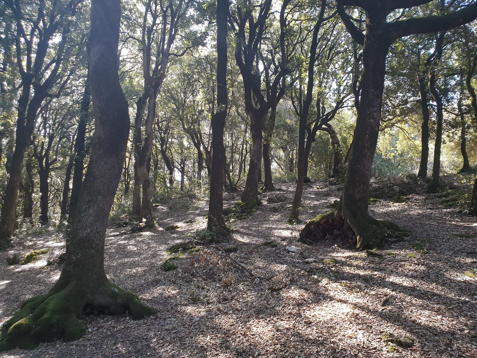 Monteluco Sacred Wood - Image 1