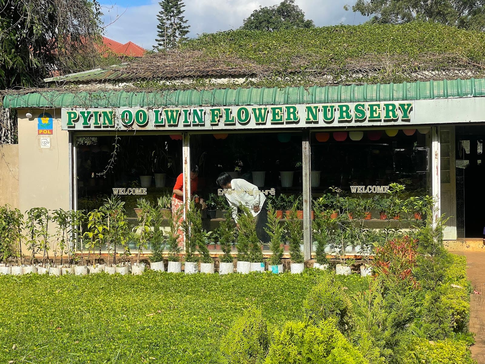 Pyin Oo Lwin Flower Market - Image 1