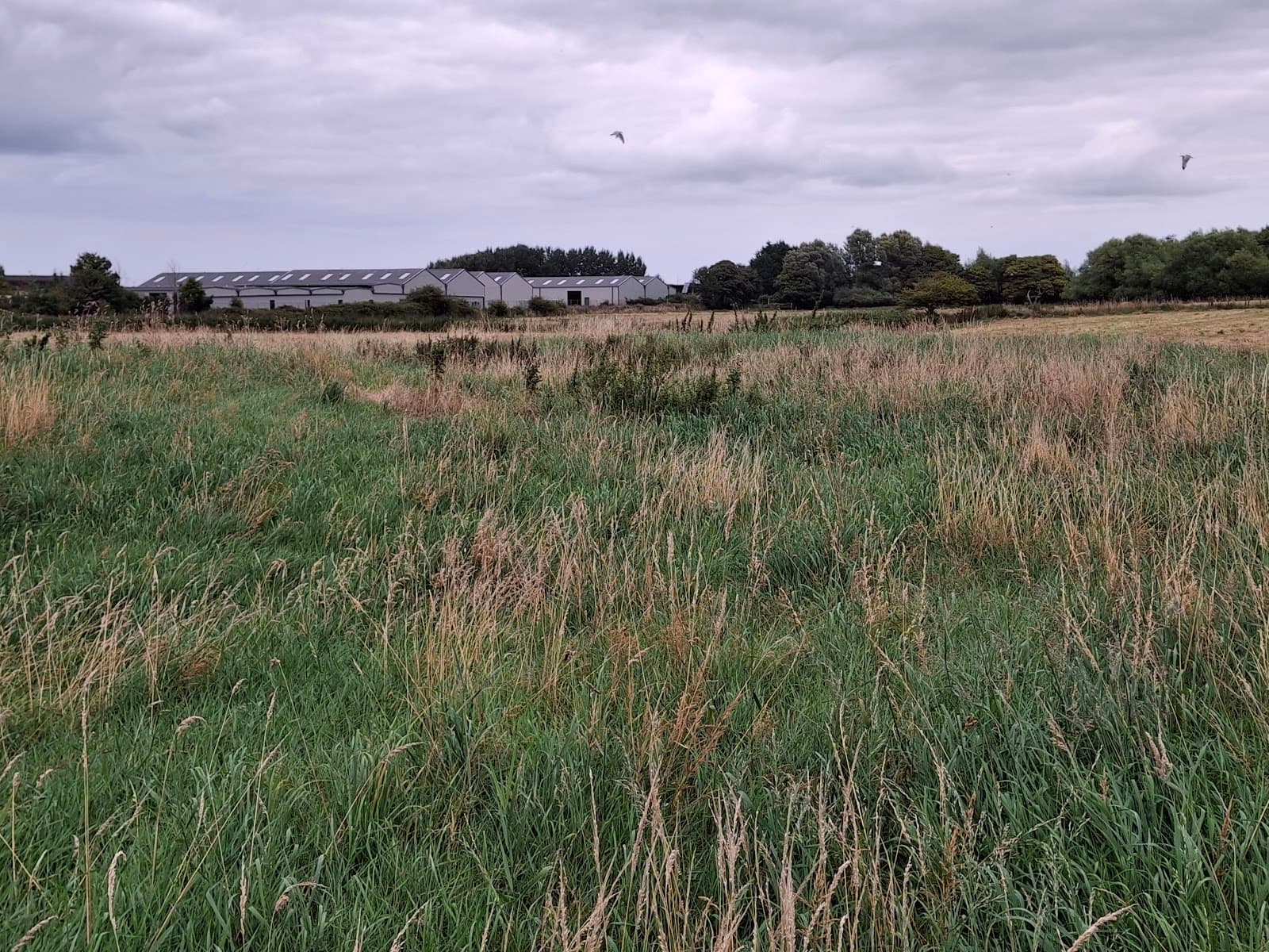 Prestatyn Castle Motte - Image 1
