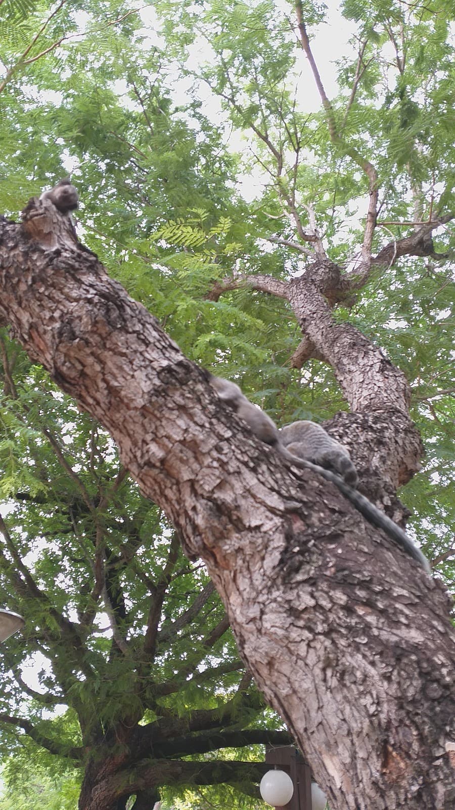 Bosque dos Pioneiros - Image 1