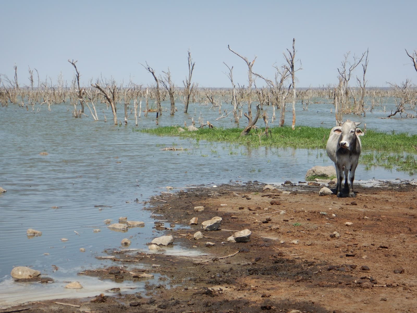 Lake Ngami - Image 1