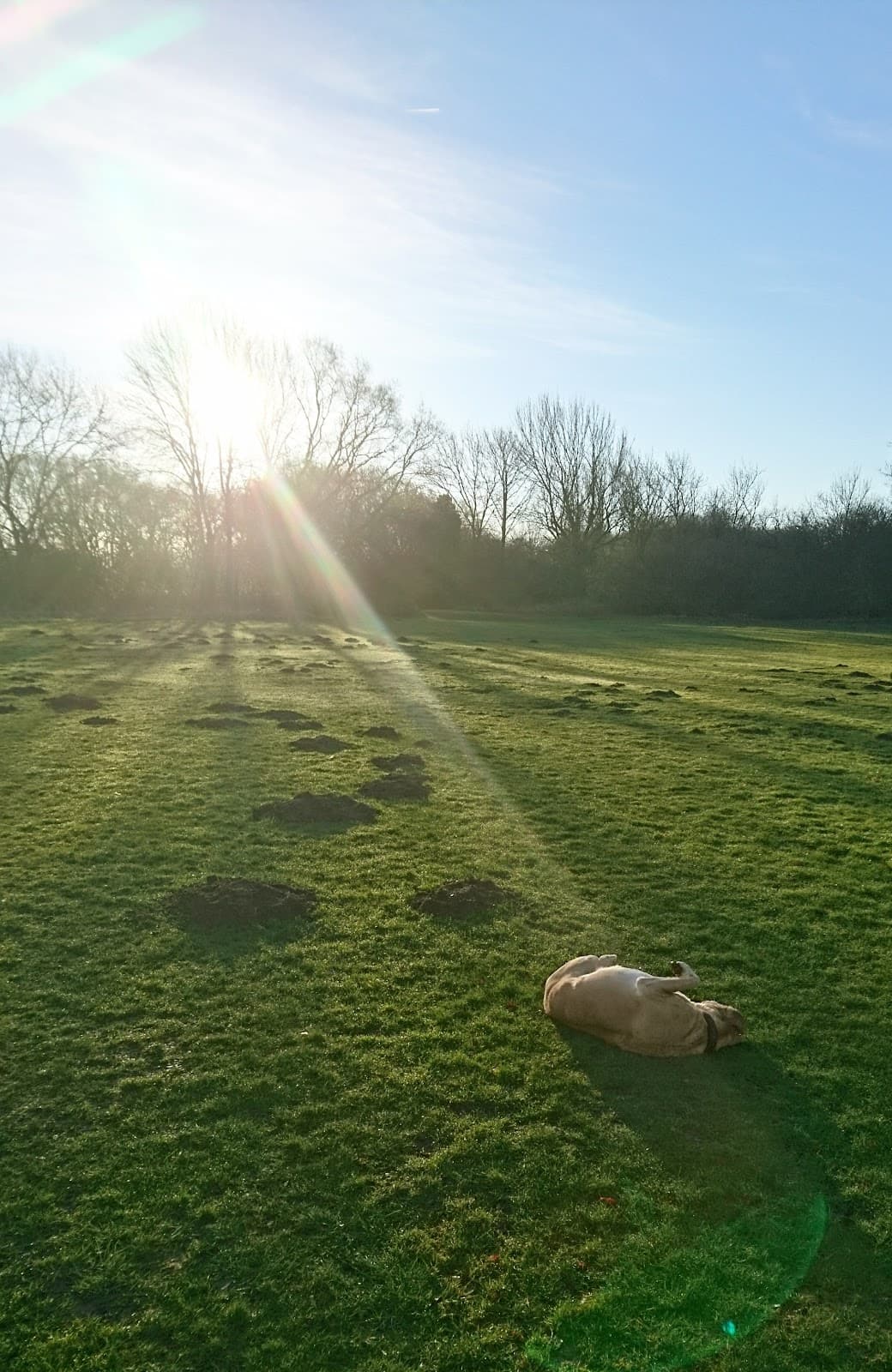 Neatherd Moor - Image 1