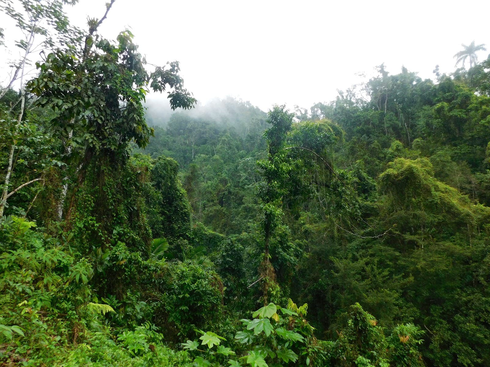 Alejandro de Humboldt National Park - Image 1