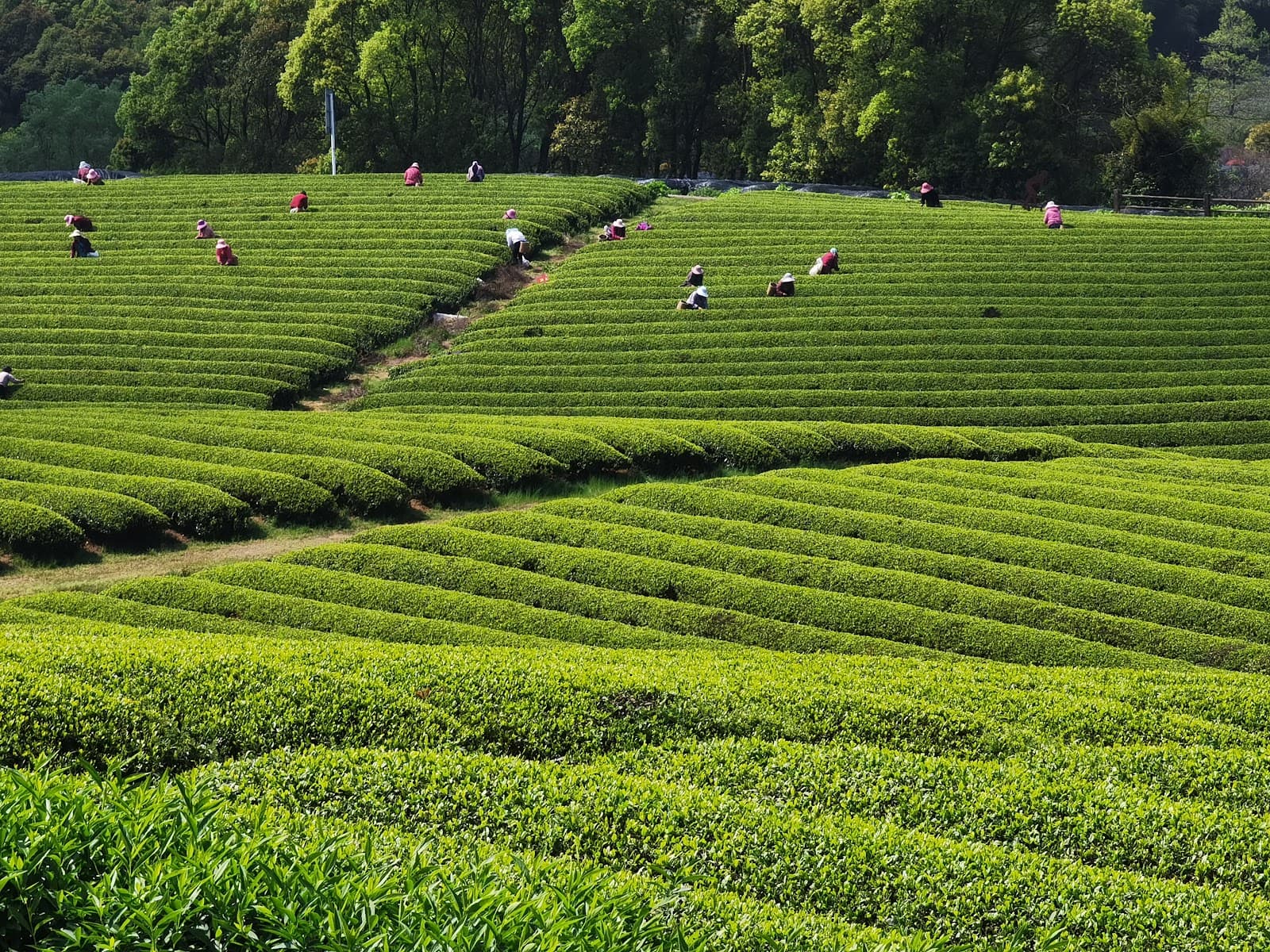 Longchi Mountain Yixing China - Image 1
