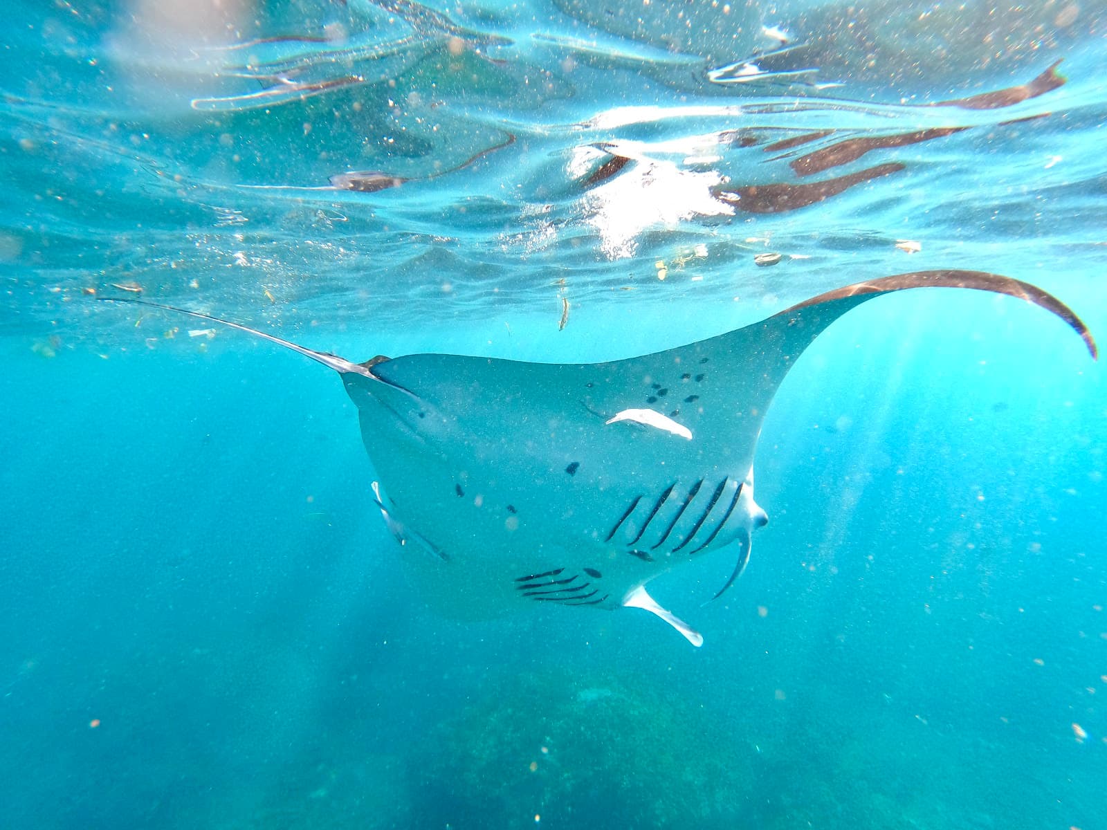 Manta Bay Nusa Penida Bali - Image 1