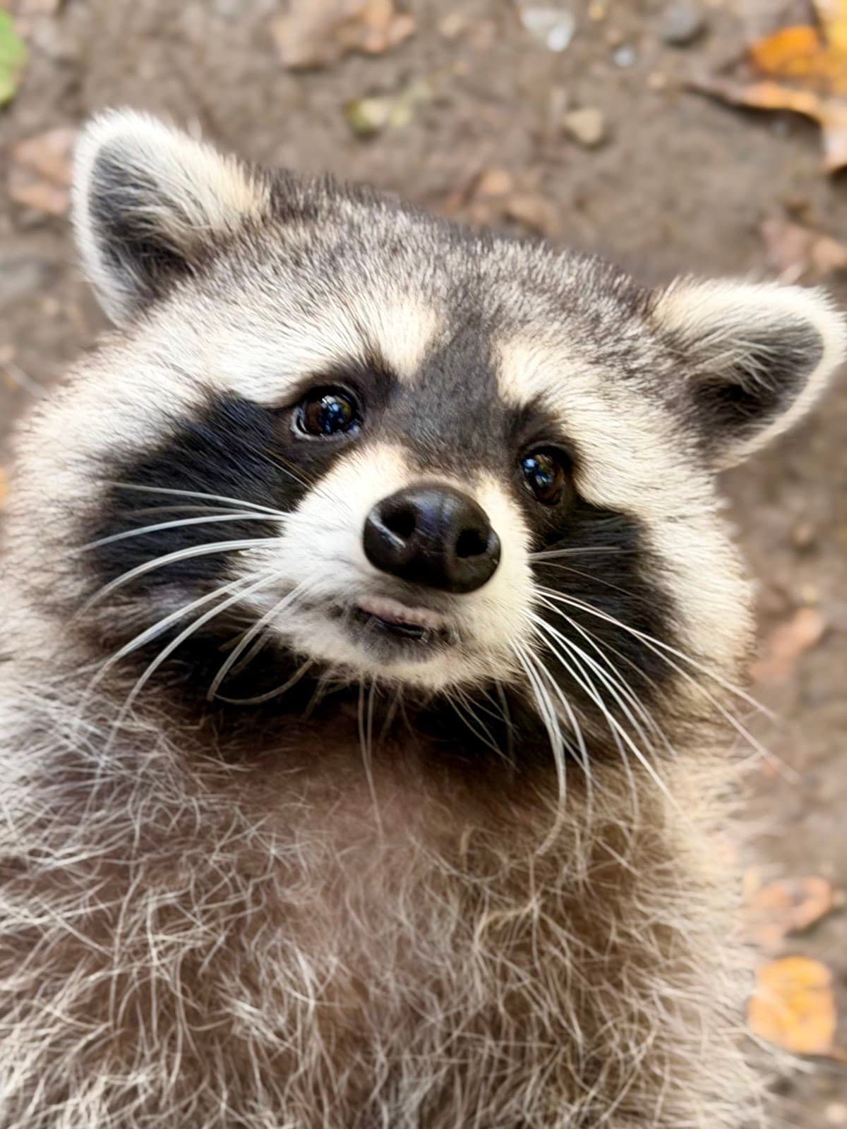 Buchenberg Wildlife Park - Image 1