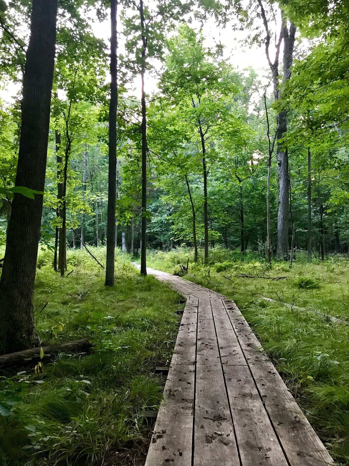 Forestview Natural Area - Image 1