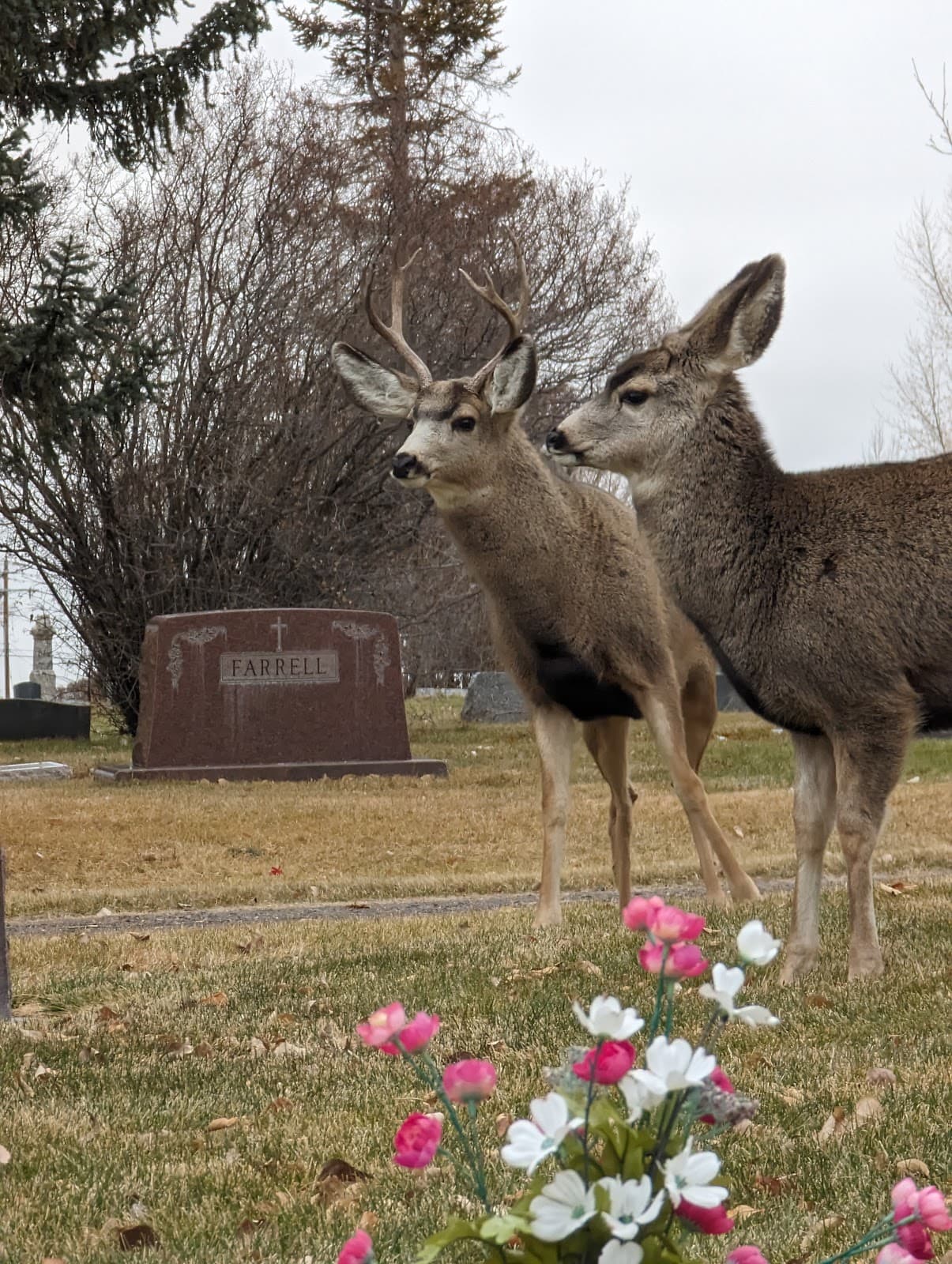 Greenhill Cemetery - Image 1