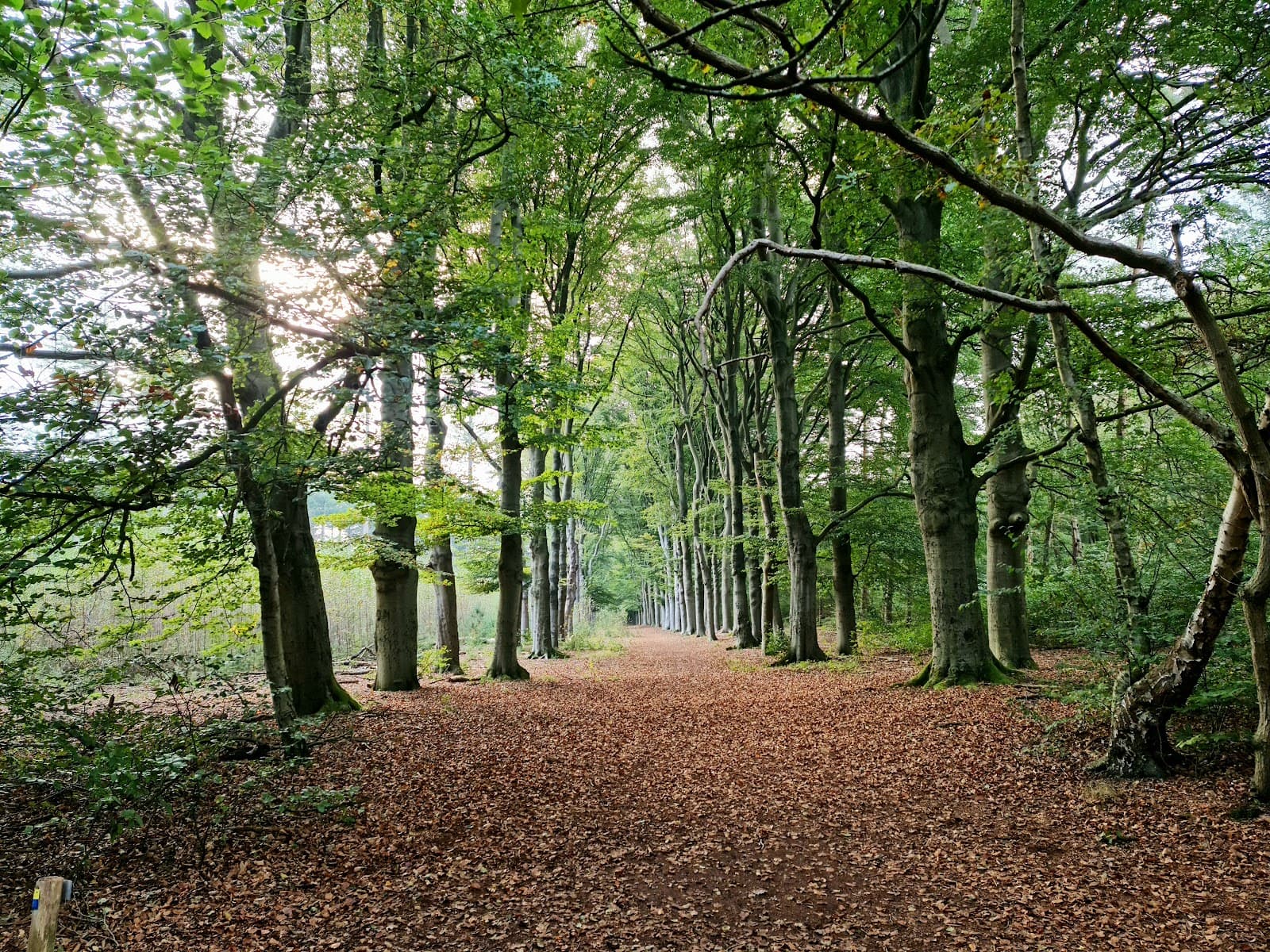 Spanderswoud Forest - Image 1