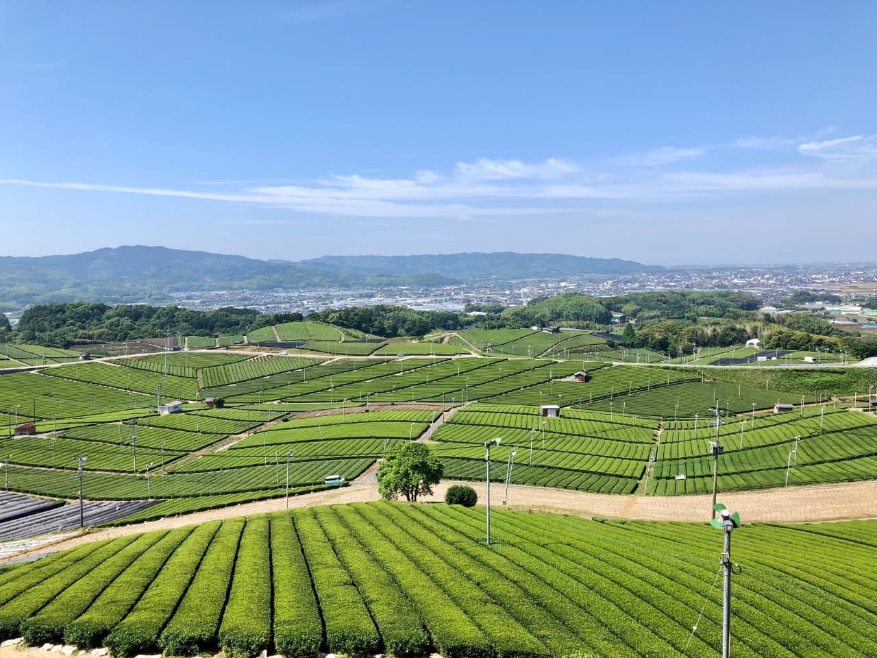 Ishitera Tea Fields (Yame) - Image 1