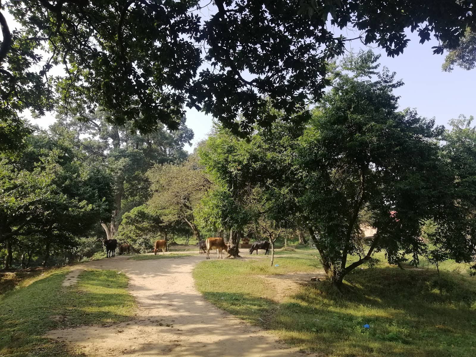 Monkeys in the Sacred Grove