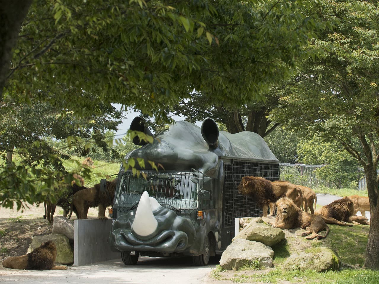 Oita African Safari - Image 1