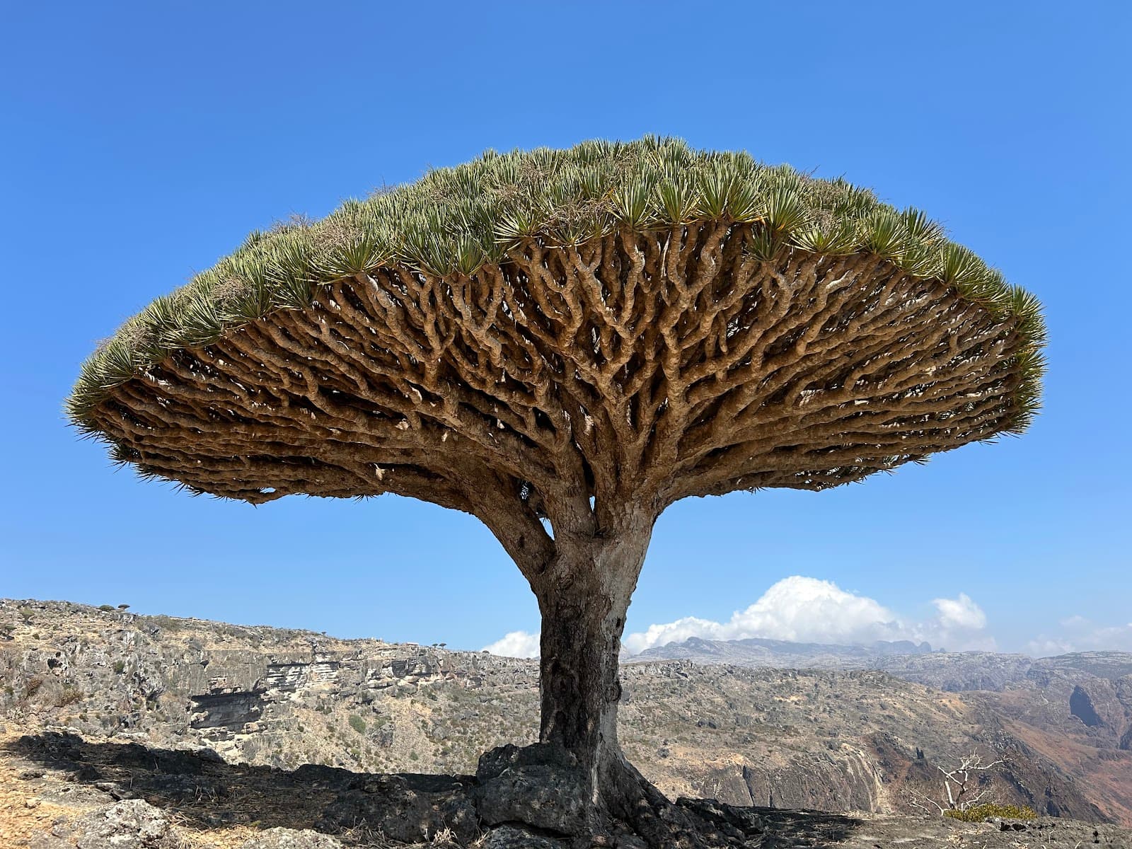 Ras Ersel Socotra Yemen - Image 1