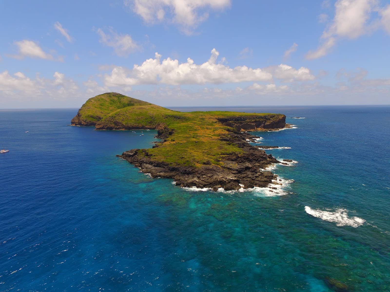 Marine Life Observation