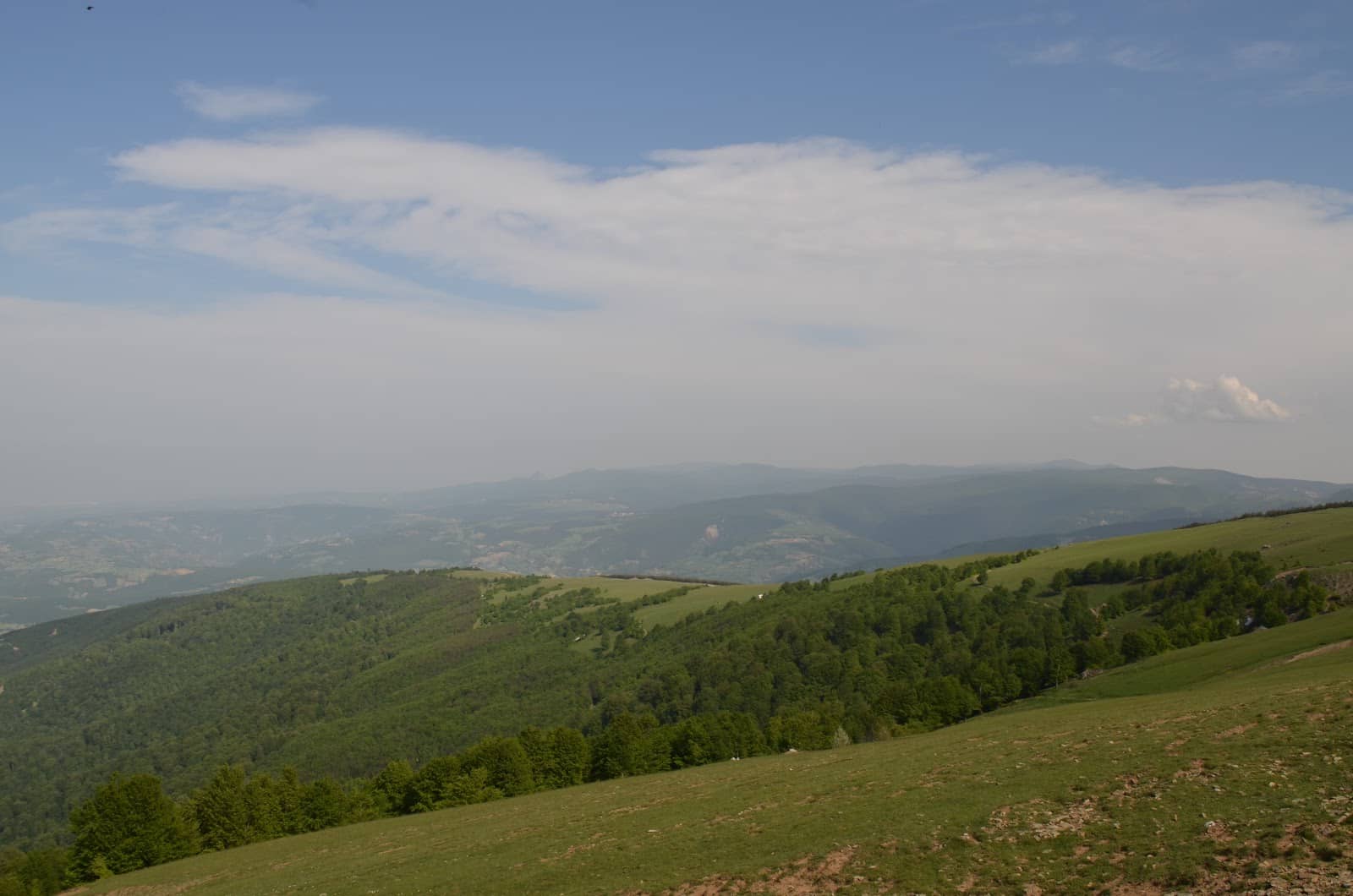 Tranquil Forest Sounds