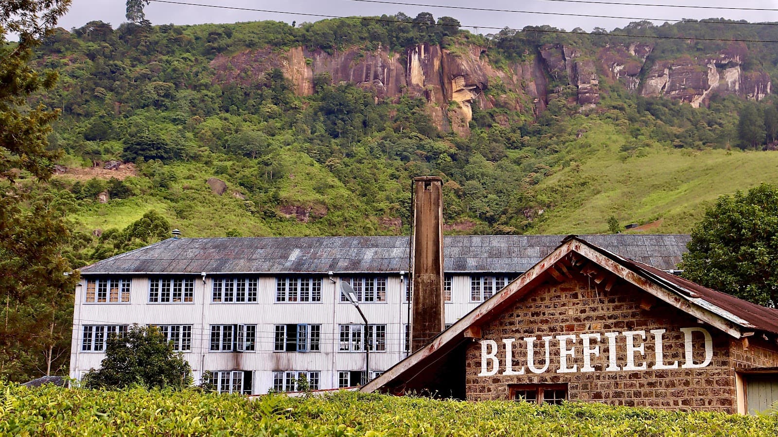 Blue Field Tea Factory - Image 1